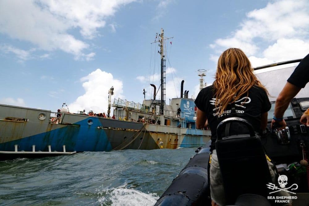 Sea Shepherd en Guyane : "Une telle pression de pêche illégale ne serait jamais tolérée en Hexagone"