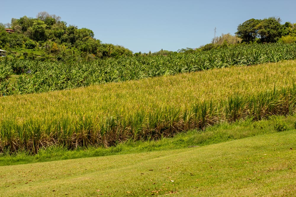 Foncier agricole : 869 hectares au cœur d’un bras de fer