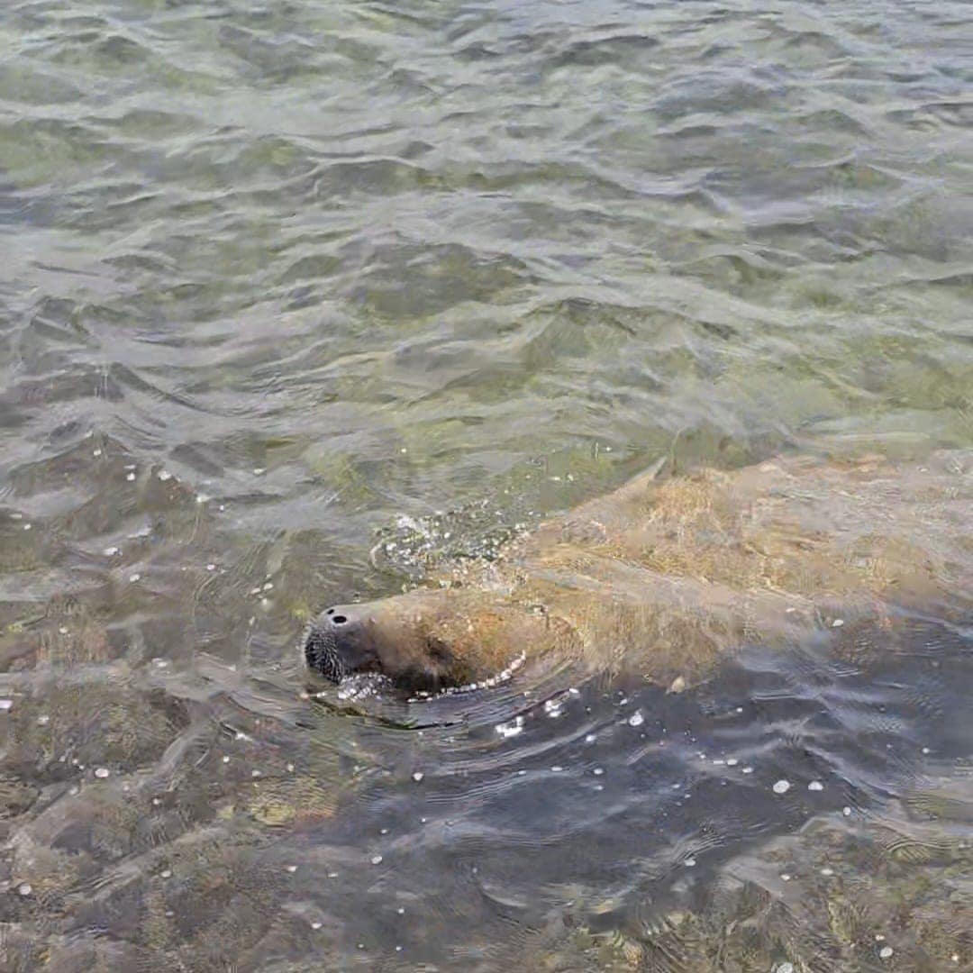 Retour exceptionnel d’un lamantin des Caraïbes au Moule