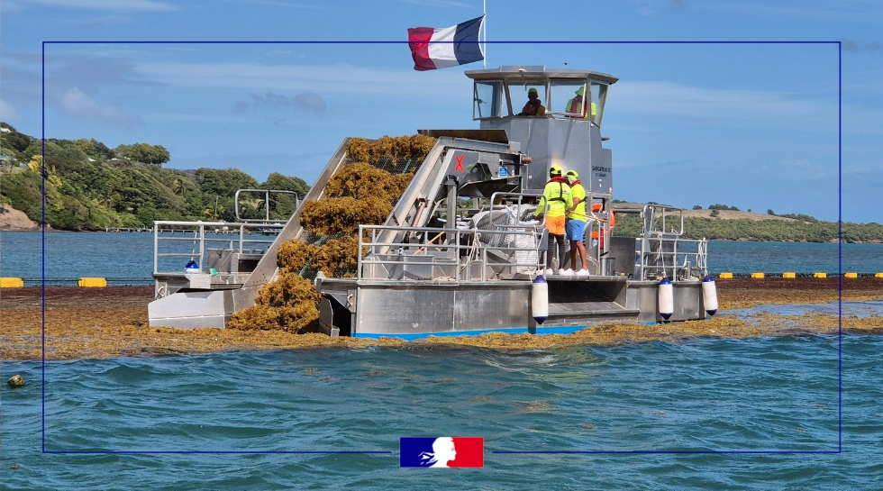 De nouveaux moyens pour renforcer la collecte des sargasses en mer