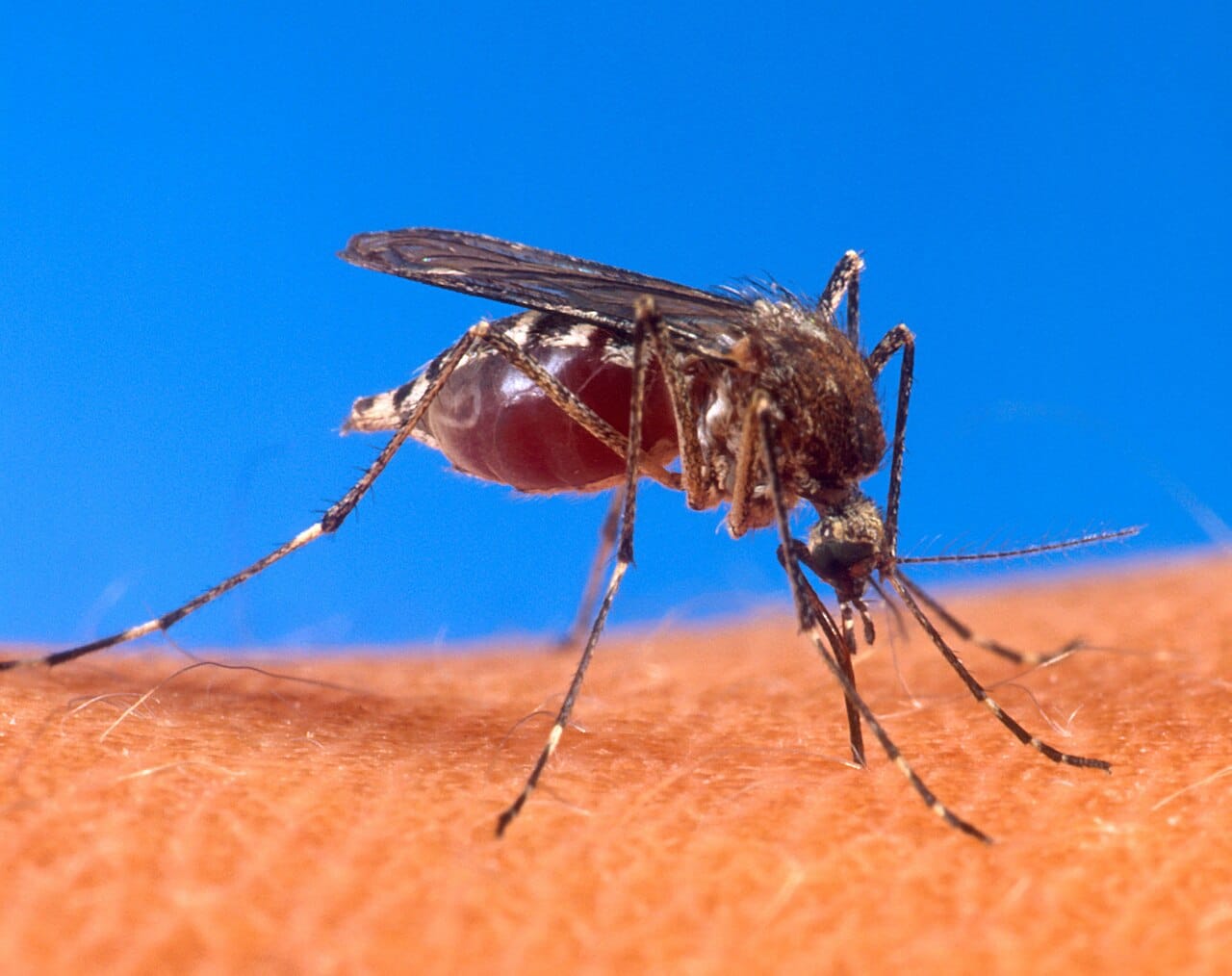 Chikungunya en Guyane : l’ARS vise un stock permanent de 1 000 doses de vaccin