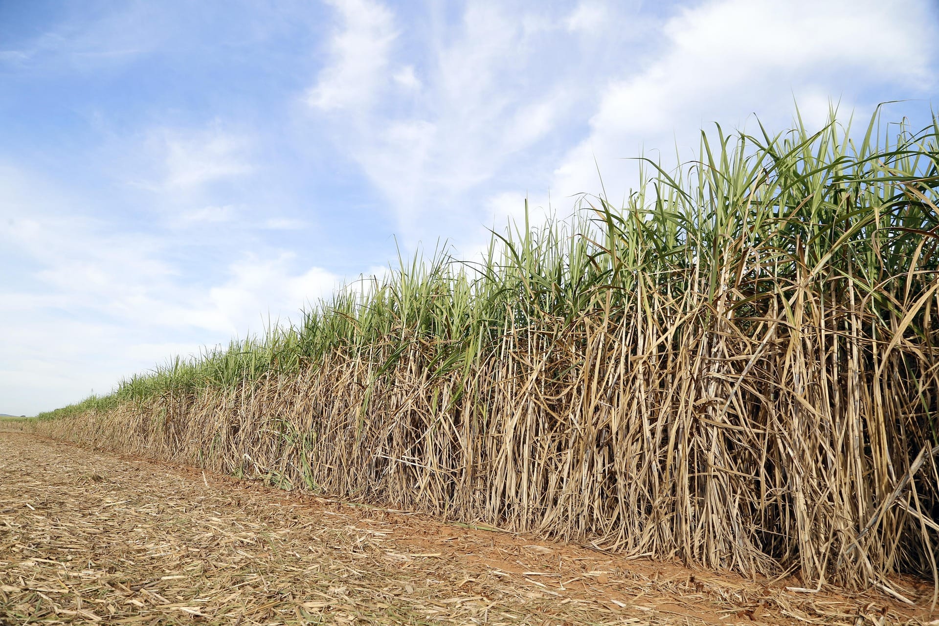 Guadeloupe : La campagne sucrière au point mort, la filière canne en péril