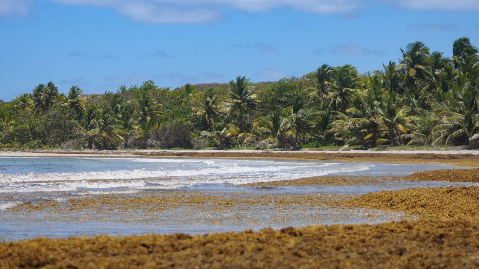 Sargasses : la préfecture instaure une veille sanitaire en Guadeloupe, ce que les employeurs et collectivités doivent intégrer
