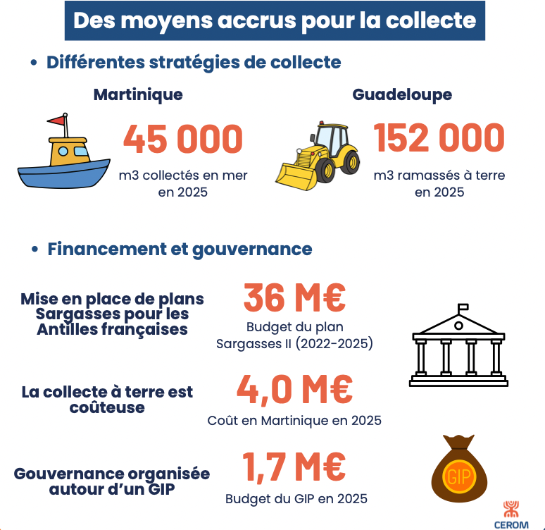 Sargasses : un coût croissant pour l’économie antillaise