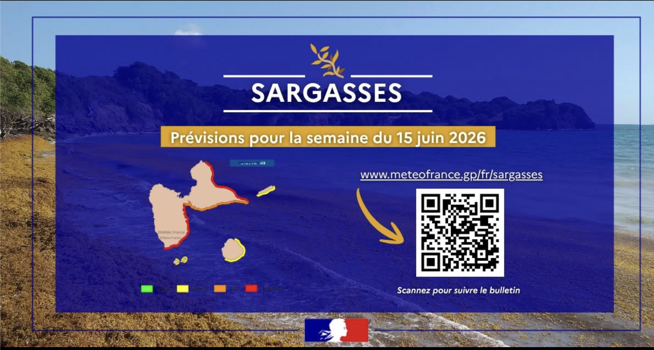 Sargasses : la Guadeloupe confrontée à une nouvelle vague d’échouements