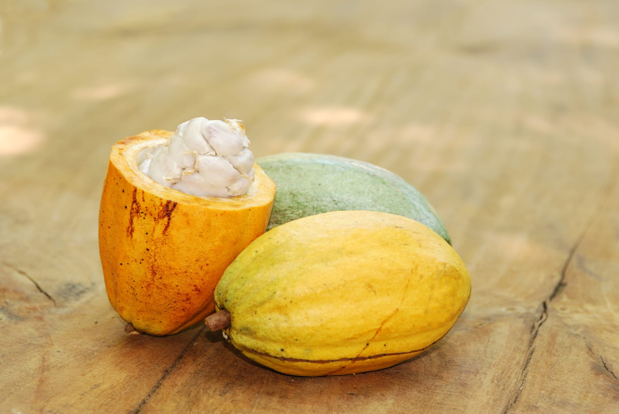 Cacao de Guyane : la filière qui sort de la forêt