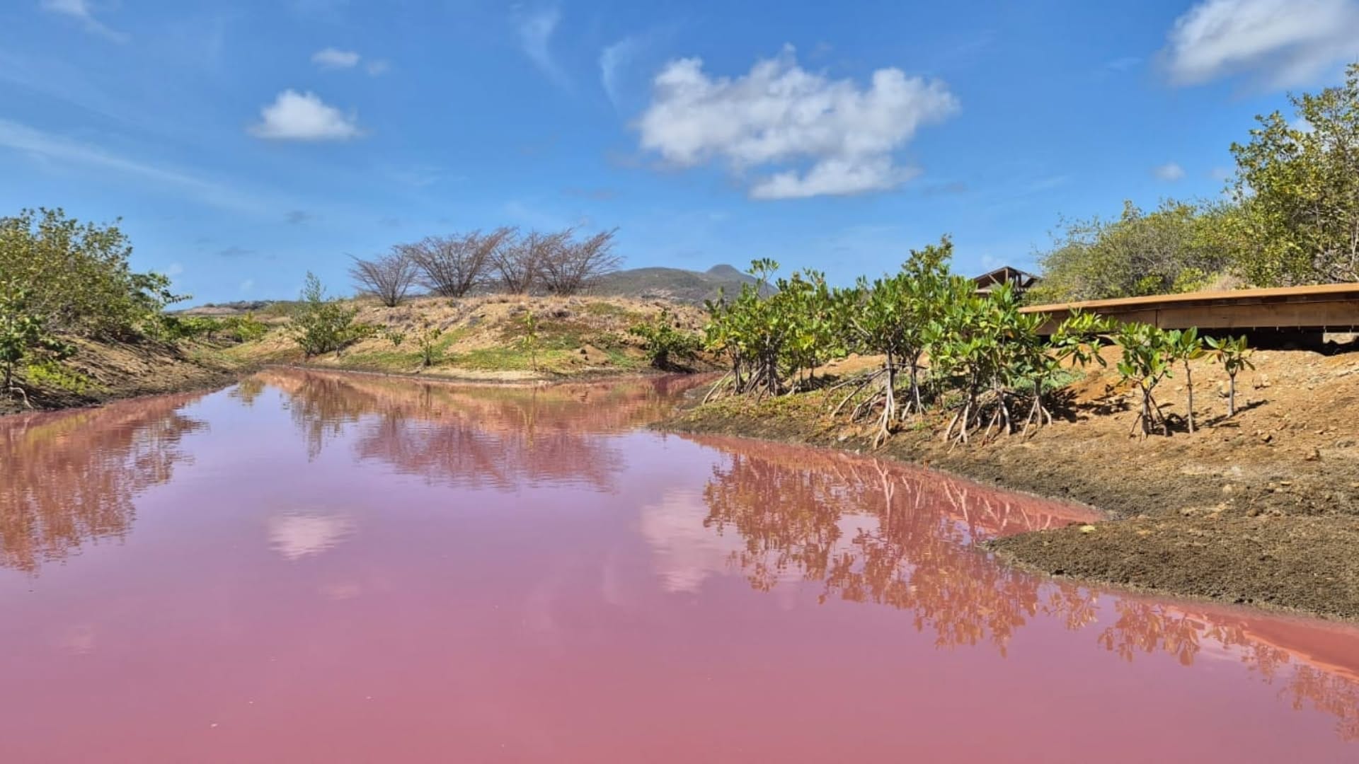 Pourquoi la mangrove de Saint-Martin est devenue rose