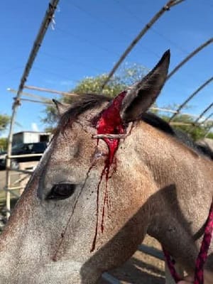 Saint-François : six chevaux dénutris saisis par la justice