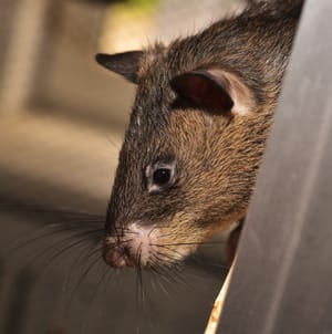 CHU de Guadeloupe : un rat met le bloc opératoire à l’arrêt